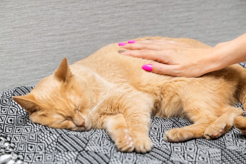 Bobcat Fever (Cytauxzoonosis) in Cats Great Pet Care