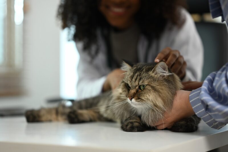 Bobcat Fever (Cytauxzoonosis) in Cats Great Pet Care