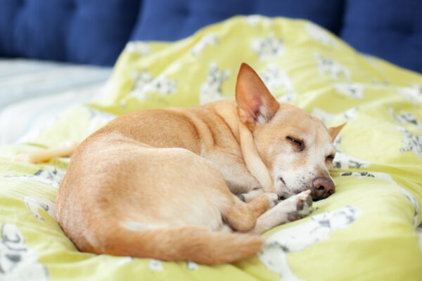 7 Signs of Intestinal Parasites in Dogs | Great Pet Care