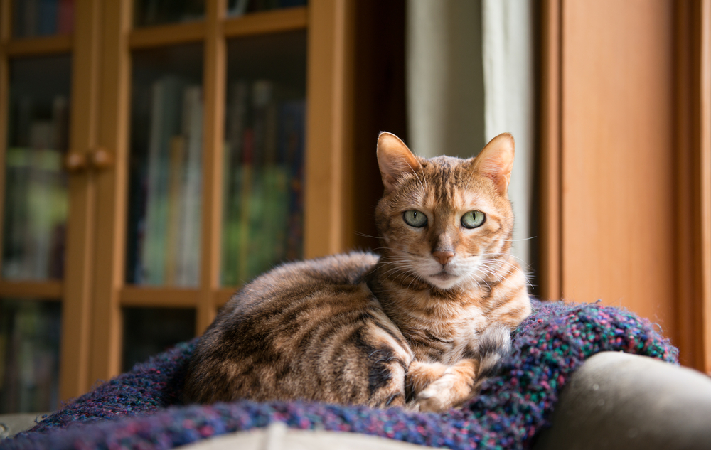 Is Your Cat Throwing Up Brown Liquid What To Do Great Pet Care is-your-cat-throwing-up-brown-liquid-what-to-do-great-pet-care