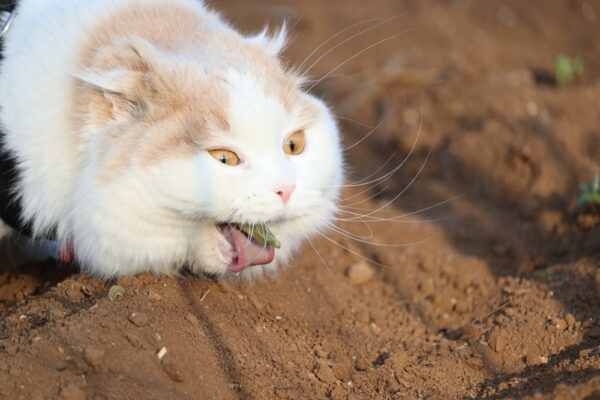Photo inspiration: Picture Idea: How To Prevent Hairballs In Cats 9 Solutions