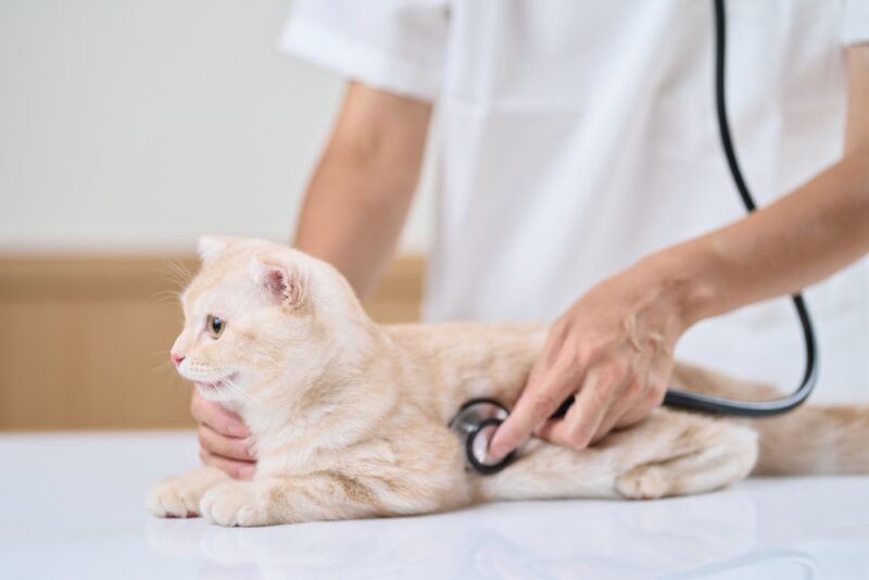Is Your Cat Throwing Up Brown Liquid? What To Do | Great Pet Care