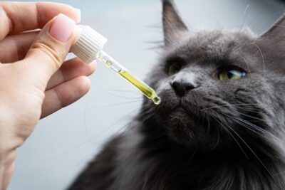 Image showcasing Hip Dysplasia in Cats: Causes and Treatments | Great Pet Care