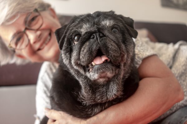 9 Ways to Help Your Senior Dog Age Gracefully | Great Pet Care