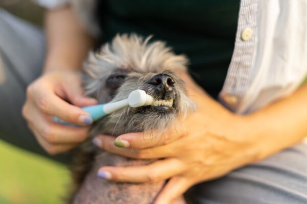 9 Ways to Help Your Senior Dog Age Gracefully | Great Pet Care