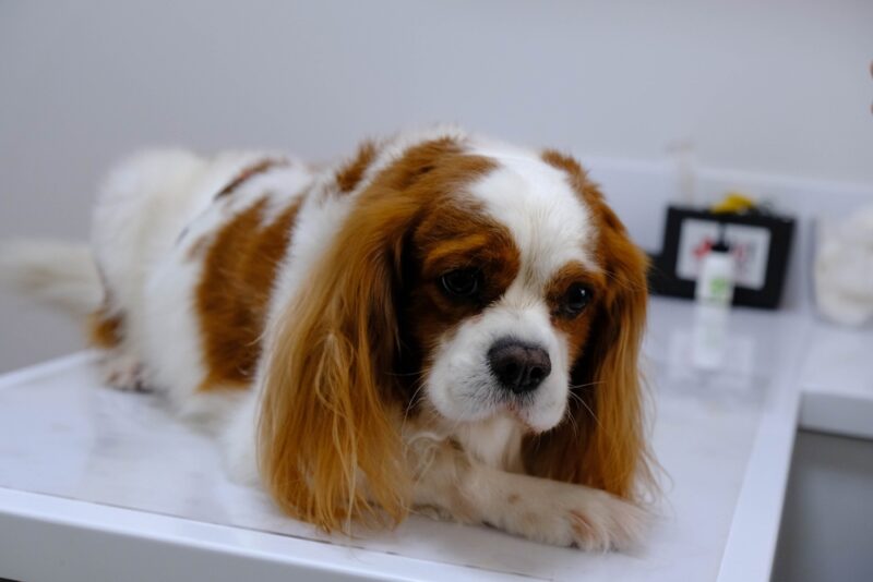 7 Signs of Intestinal Parasites in Dogs | Great Pet Care - Eating Grass Causing Internal Parasites In Dogs
