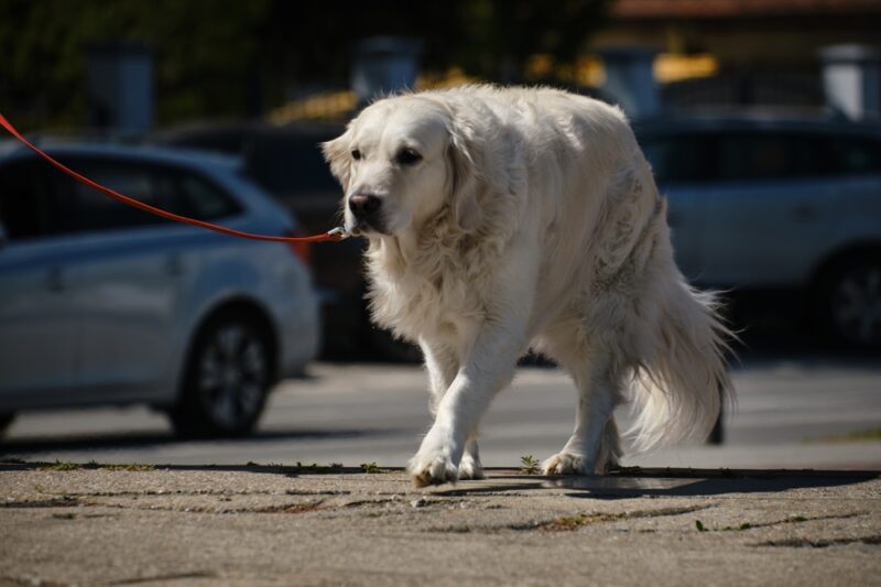 View of 9 Ways to Help Your Senior Dog Age Gracefully | Great Pet Care