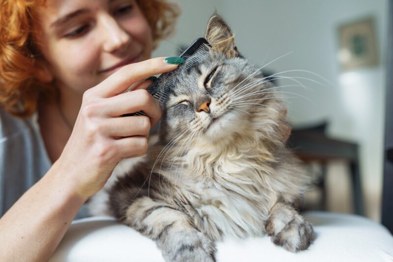 How to Prevent Hairballs in Cats 9 Solutions Great Pet Care