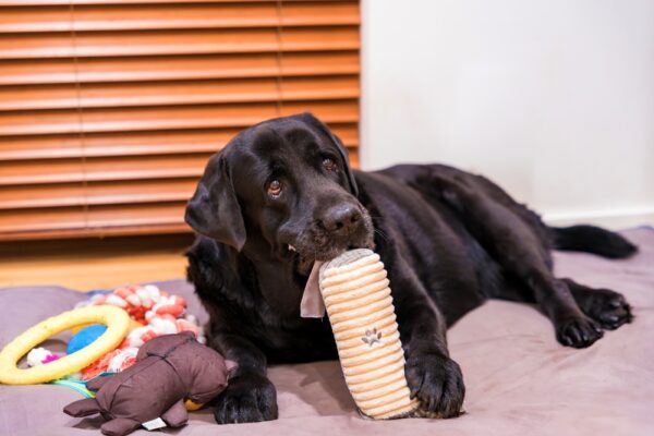 9 Ways to Help Your Senior Dog Age Gracefully | Great Pet Care