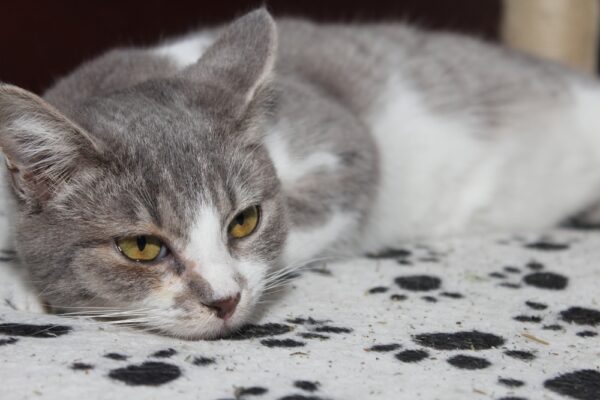 Cat Vomiting Due To Gastroenteritis Reference: Gastroenteritis In Cats