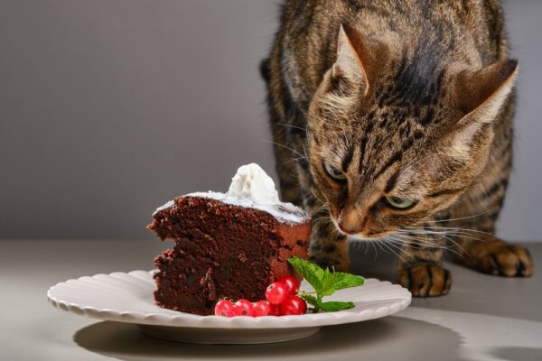 Image showcasing 7 Holiday Hazards for Pets (and How to Avoid Them) | Great Pet Care