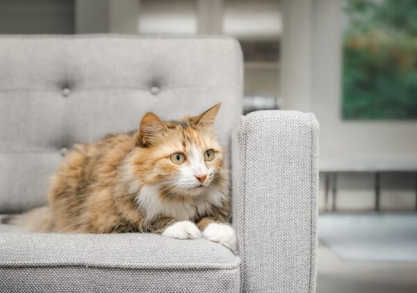 Cat Anxiety Medication: 9 Options to Consider | Great Pet Care