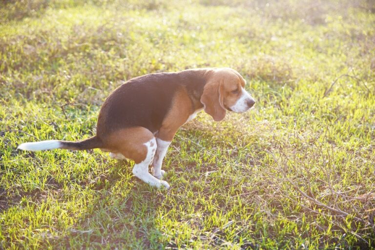 Dog Pooping Blood: Causes and What to Do | Great Pet Care