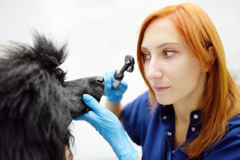 Cloudy Eyes in Dogs | Great Pet Care