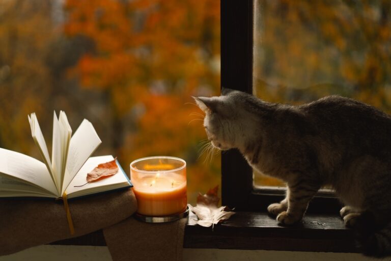 Cat walking near candle