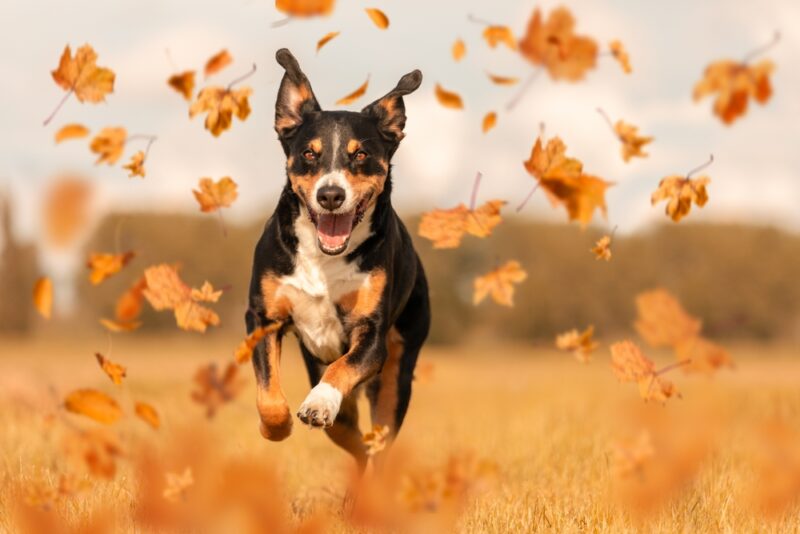 Dog with Fall Allergies Causes and How to Help Great Pet Care