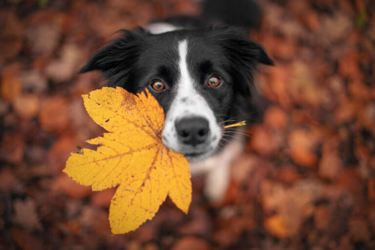 Dog with Fall Allergies Causes and How to Help Great Pet Care