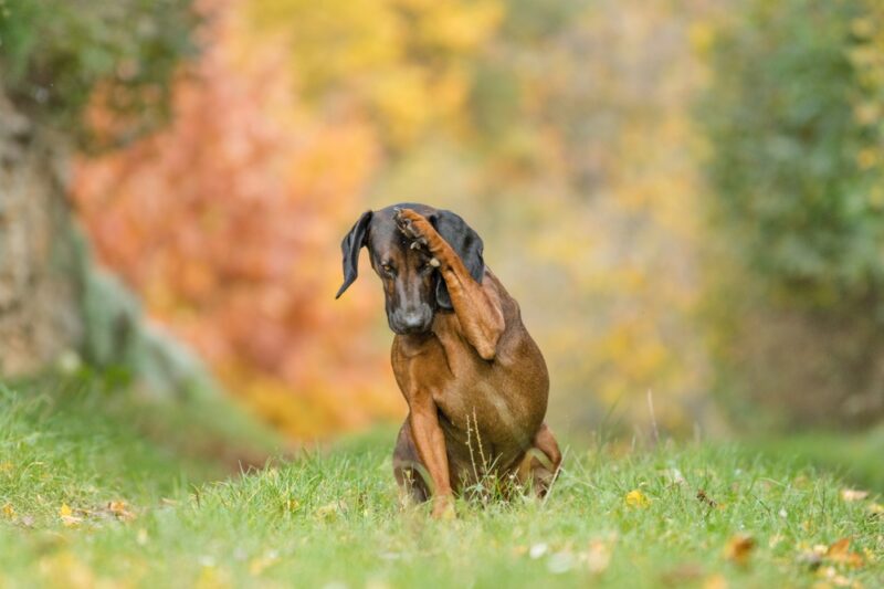 Dog with Fall Allergies Causes and How to Help Great Pet Care