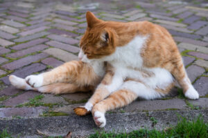Cat Anal Glands: Everything You Need to Know | Great Pet Care