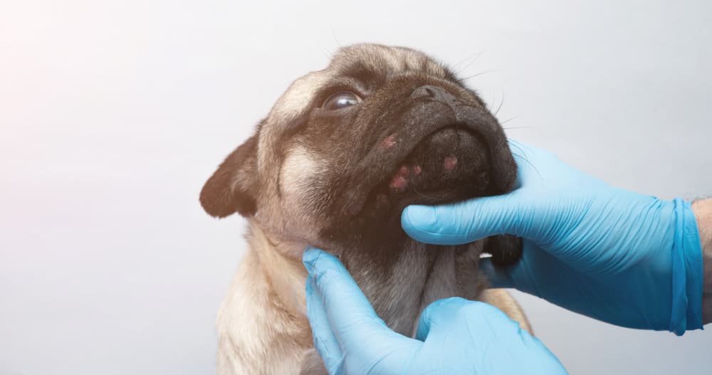 5 Signs It's Time to See a Dog Dermatologist Great Pet Care