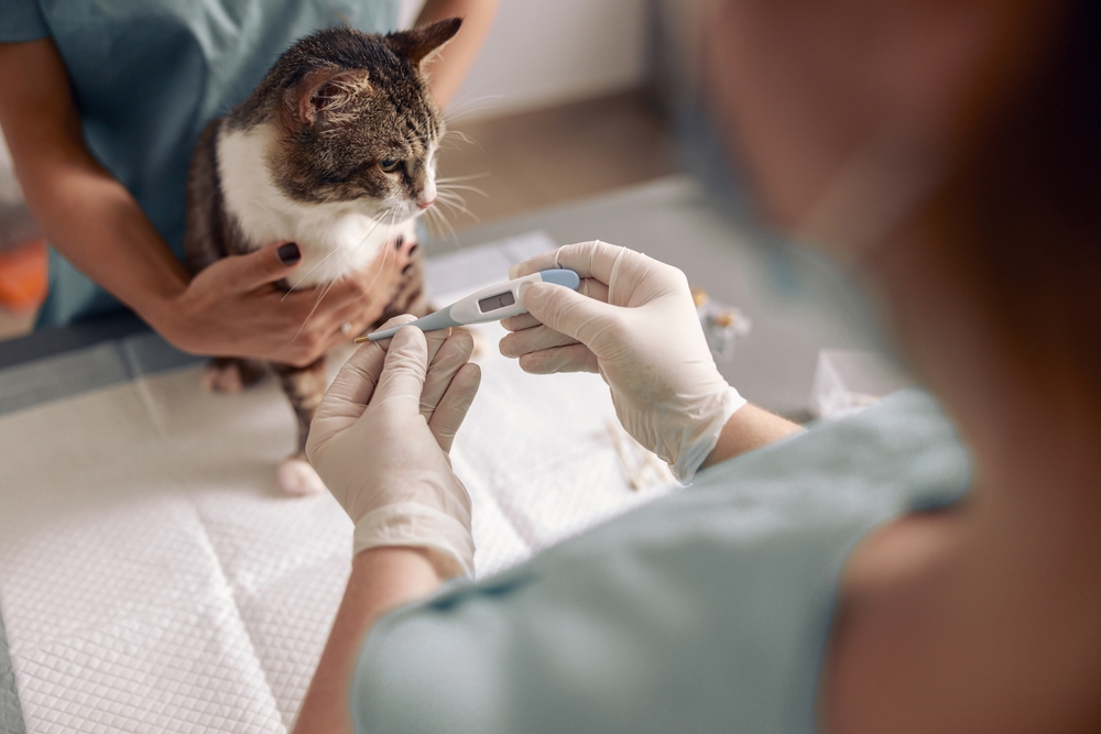 How to Tell if a Cat Has a Fever Great Pet Care