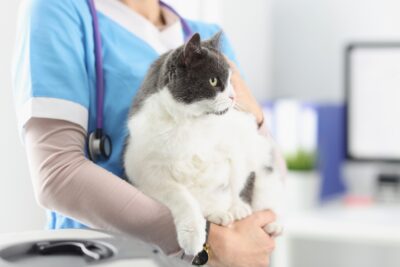 Cat Anal Glands: Everything You Need to Know | Great Pet Care