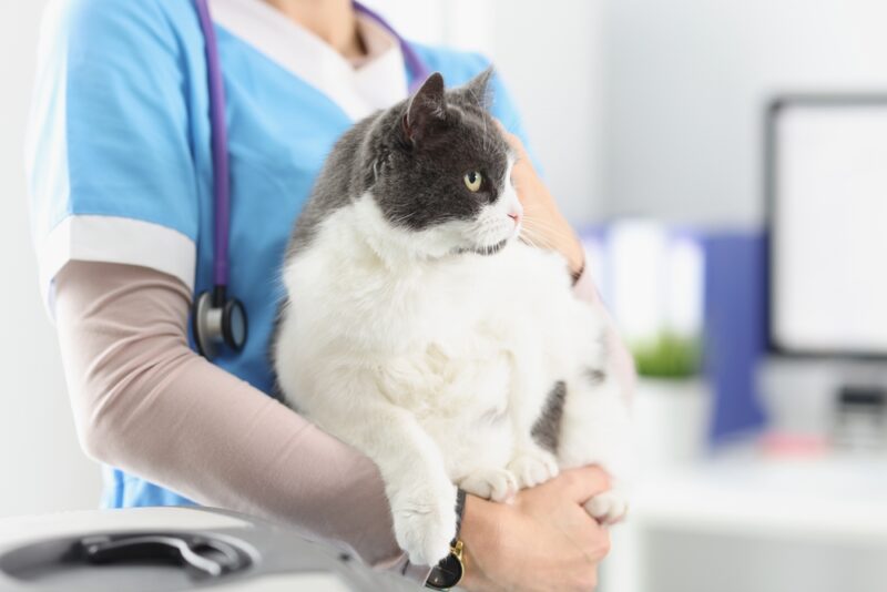 Cat Anal Glands: Everything You Need to Know | Great Pet Care - Treatment For Leukemia-Positive Cats With Anal Gland Disease And Pain