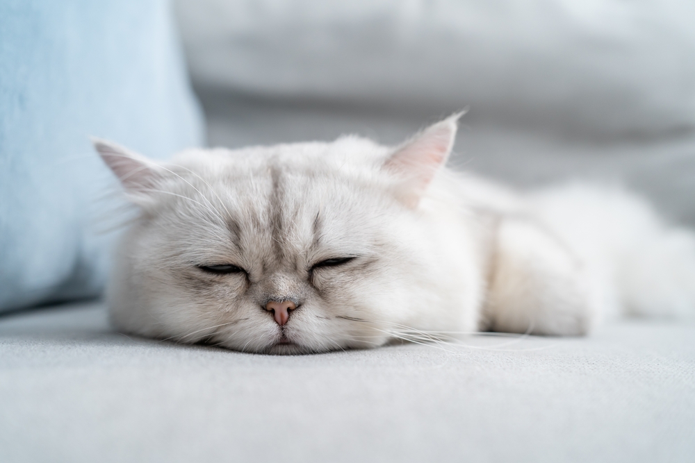 All About Feline Leukemia Virus Felv Great Pet Care All About Feline Leukemia Virus Felv Great Pet Care