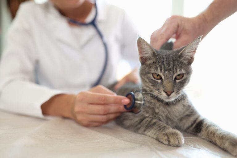 Lethargic Cat: Causes and How to Help | Great Pet Care