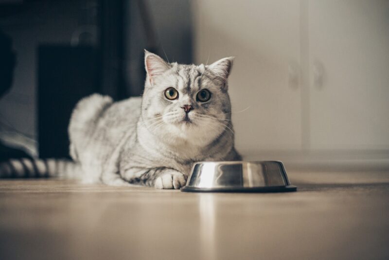 Senior Cat Nutrition: How to Feed Your Senior | Great Pet Care