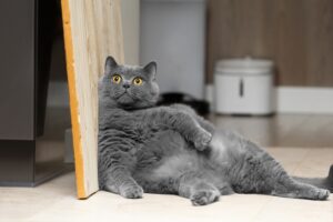 Cat Anal Glands: Everything You Need to Know | Great Pet Care