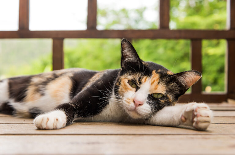 Hidden Dangers Toxins Triggering Vestibular Disease In Cats - vvxyxy2