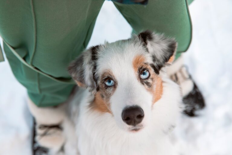 Image showcasing How to Keep Dogs Warm in Winter | Great Pet Care