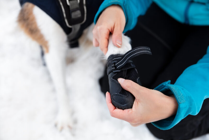 How to Keep Dogs Warm in Winter | Great Pet Care