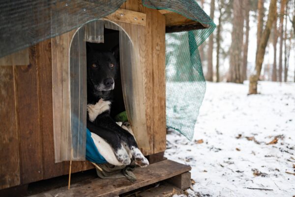 Stunning Keep Dogs From Waking Housemates image