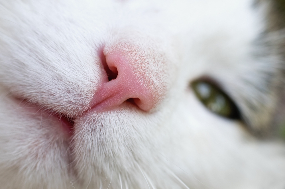 5 signs of diabetes in cats great pet care