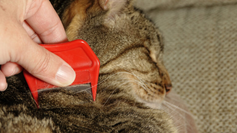 Flea Dip For Indoor Cats Reference: Flea Comb For Cats How To Use One