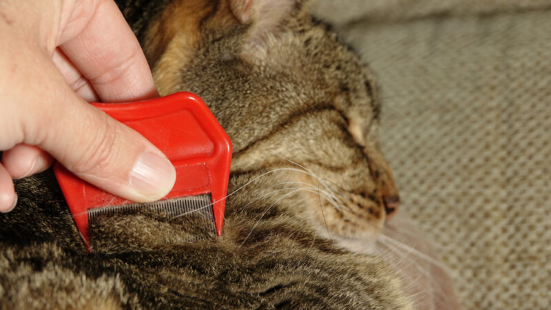 Flea Comb for Cats: How to Use One | Great Pet Care