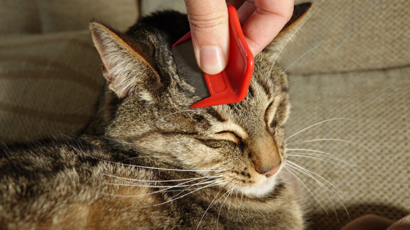 Image showcasing Flea Eggs: 10 Common Questions Answered | Great Pet Care