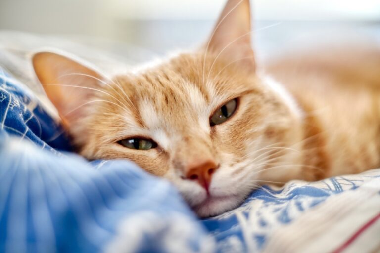 Picture of Pale Gums in Cats: 8 Reasons It Might Be Happening | Great Pet Care