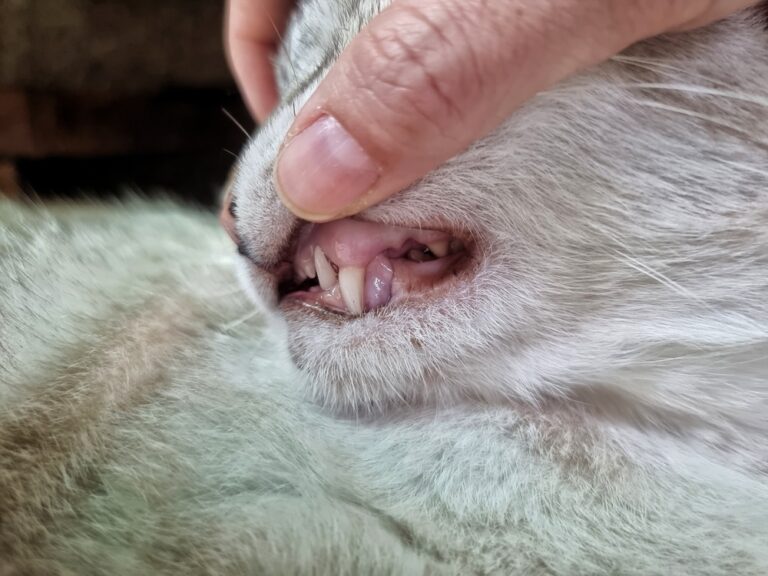 Curated visual reference: Picture Idea: Pale Gums In Cats 8 Reasons It Might Be Happening