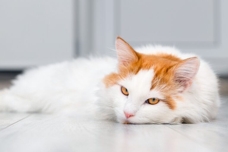 Picture of Pale Gums in Cats: 8 Reasons It Might Be Happening | Great Pet Care