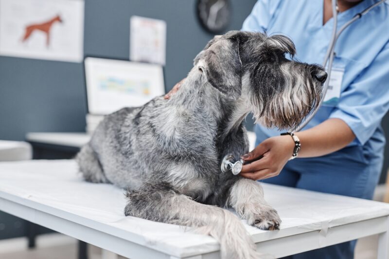 Edema in Dogs | Great Pet Care