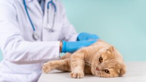 View of Hypercalcemia in Cats | Great Pet Care