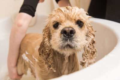 Canine Fritos Breath Veterinary Care Reference: Why Does My Dog Smell Like Fritos