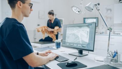 Cat X-Ray: Cost and What to Expect