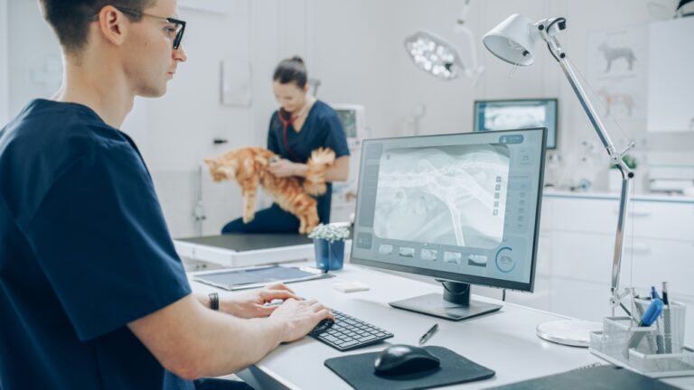 Vet looking at a cat x-ray (radiograph)