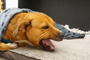 Image showcasing Diarrhea Medicine for Dogs: 6 Vet-Prescribed Treatments | Great Pet Care
