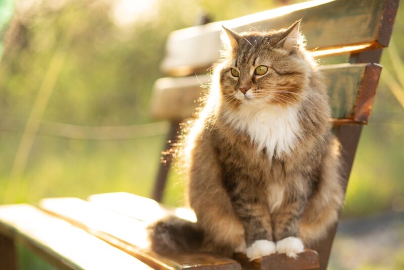 Doxycycline for dogs great pet care
