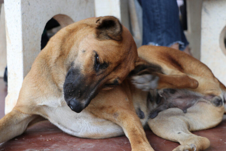 Brown and tan dog scratching its head